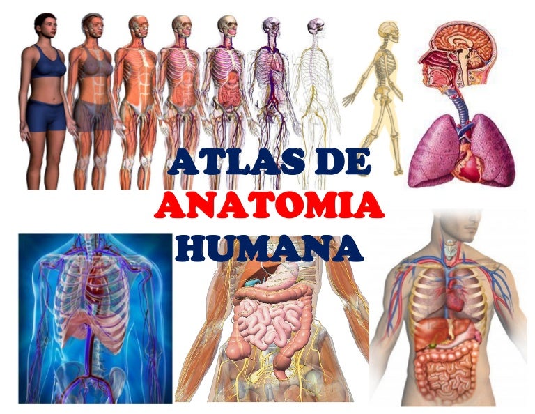 prostata fisiologia pdf gratis